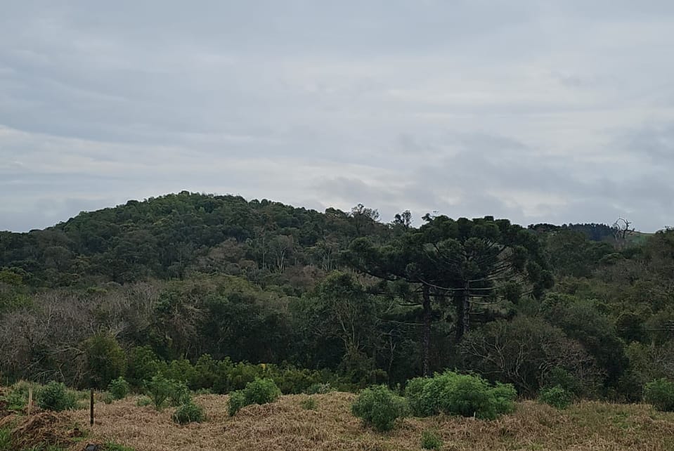 Imagem da Noticia: Município reforça compromisso ambiental com ARIE de 90 hectares dedicados à conservação da Araucária