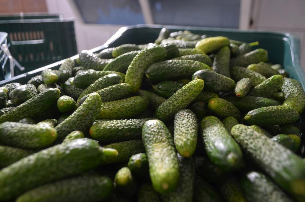 Está aberto Chamamento Público para compra de produtos da agricultura familiar